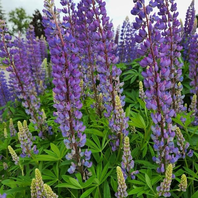 Lupinus perennis — flower