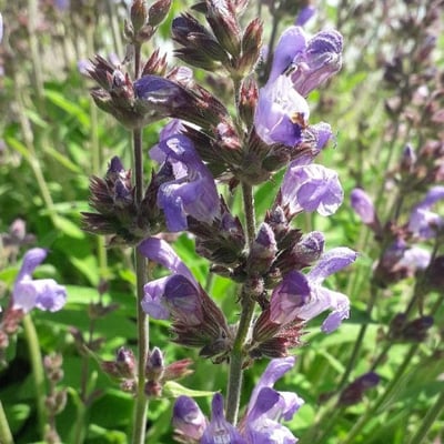 Salvia officinalis — flower