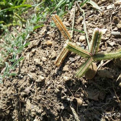 Dactyloctenium aegyptium — flower