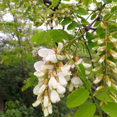 Robinia pseudoacacia — flower