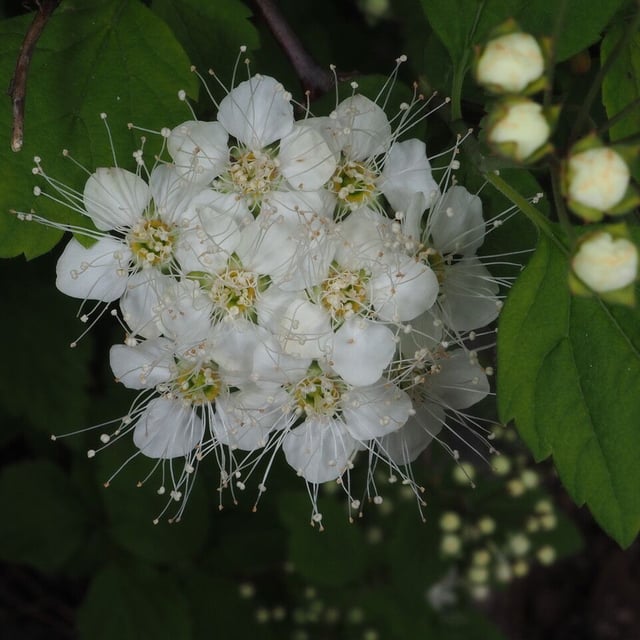 Spiraea chamaedryfolia — flower