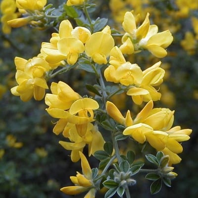 Genista pilosa — flower