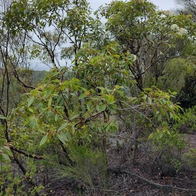 Corymbia gummifera — habit