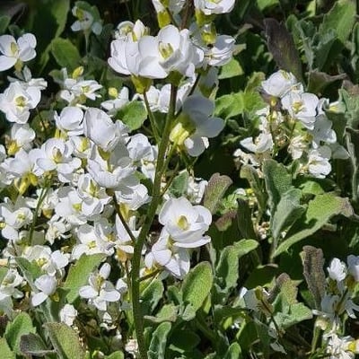 Arabis caucasica — flower