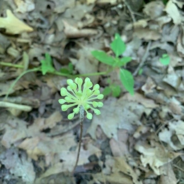 Allium tricoccum — flower