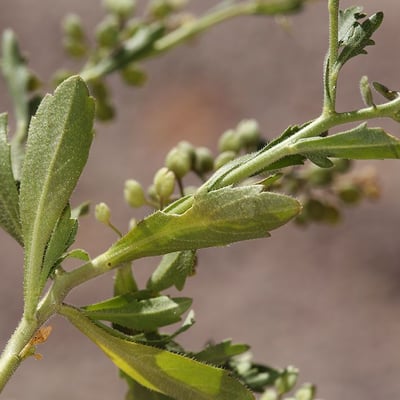 Lepidium lasiocarpum — flower