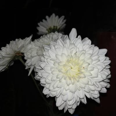 Chrysanthemum indicum — flower
