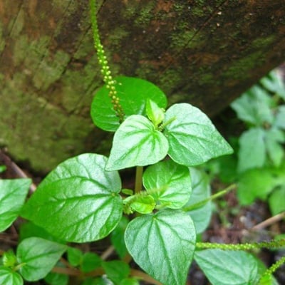 Peperomia pellucida — flower