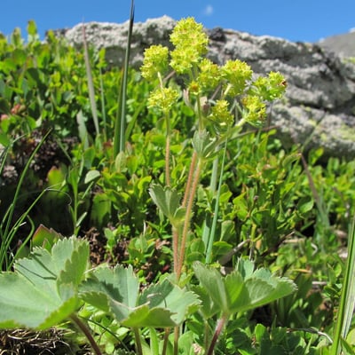 Alchemilla flabellata — flower
