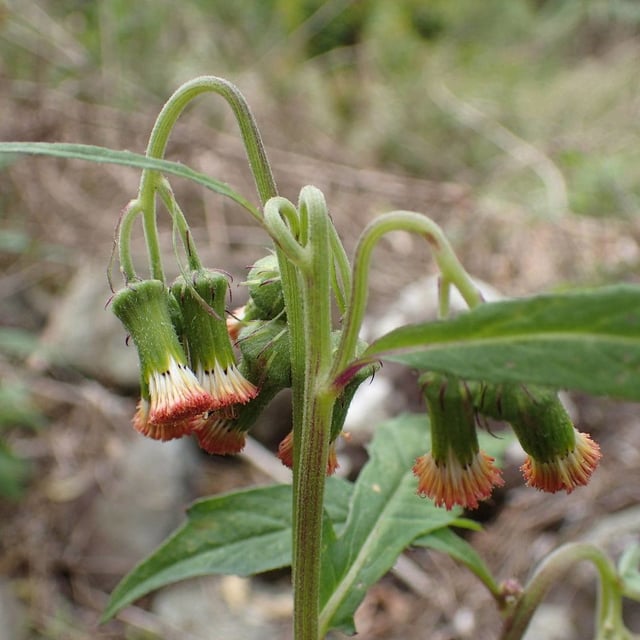 Crassocephalum crepidioides — flower