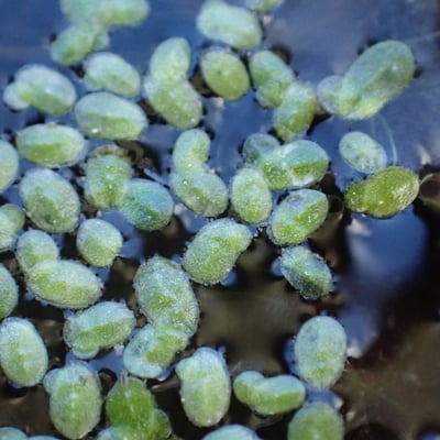 Lemna minuta — flower