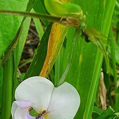 Vigna vexillata — flower
