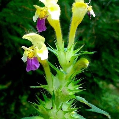 Galeopsis speciosa — flower