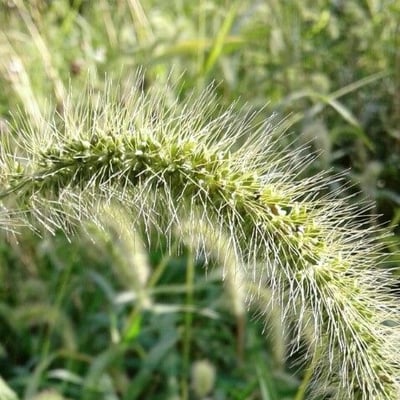 Cenchrus setaceus — flower