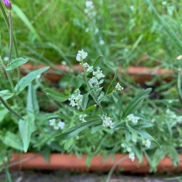 Lepidium sativum — flower
