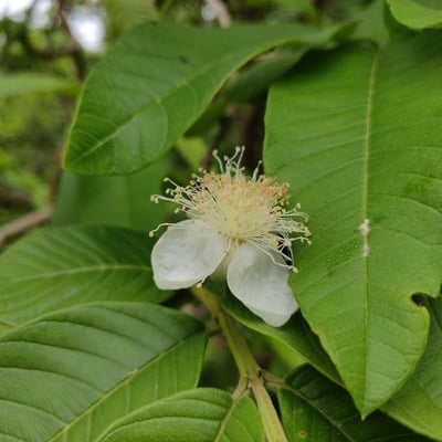 Psidium guajava — flower