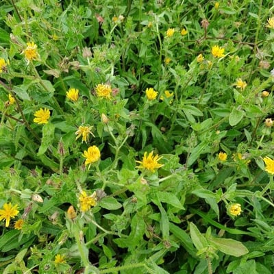 Crepis pyrenaica — flower