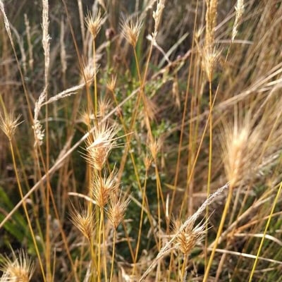 Hordeum secalinum — flower