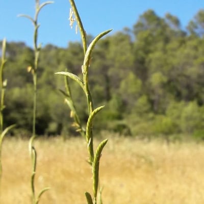 Brachypodium pinnatum — flower