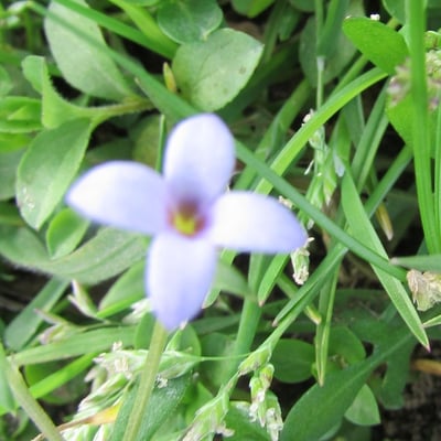 Houstonia pusilla — flower