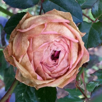 Rosa gallica — flower