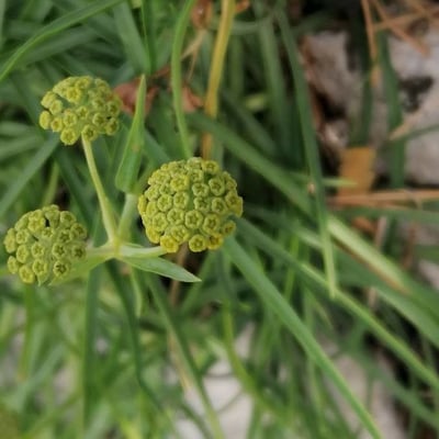 Bupleurum petraeum — flower