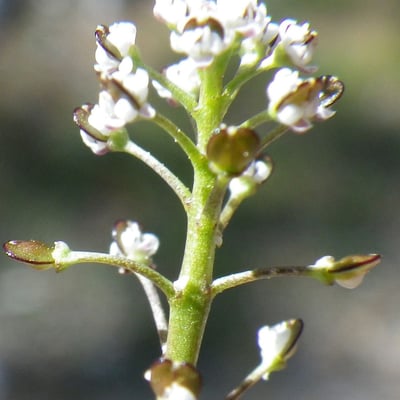 Teesdalia coronopifolia — flower