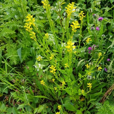 Barbarea stricta — flower