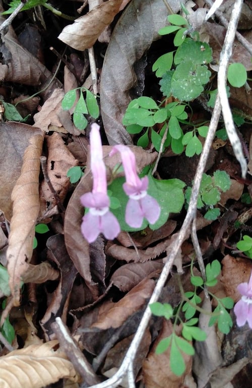 Corydalis decumbens