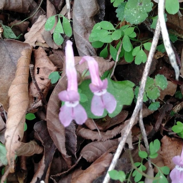 Corydalis decumbens