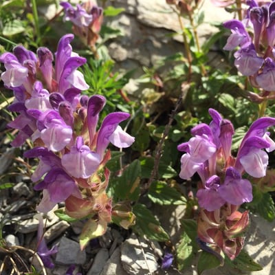 Scutellaria alpina — flower