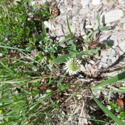 Trifolium montanum — flower