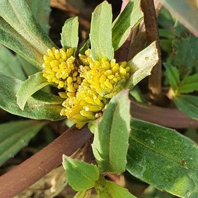 Flaveria trinervia — flower