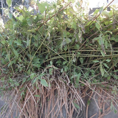 Verbesina crocata — habit