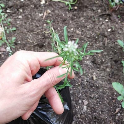 Lepidium sativum — flower
