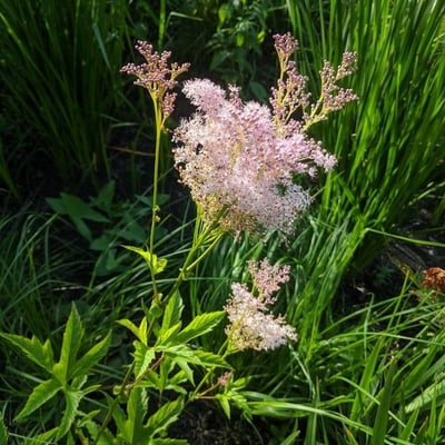 Filipendula rubra — flower