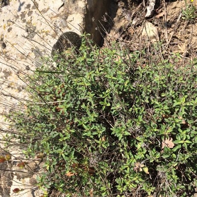 Ziziphora clinopodioides — leaf