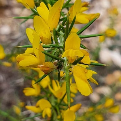 Ulex parviflorus — flower