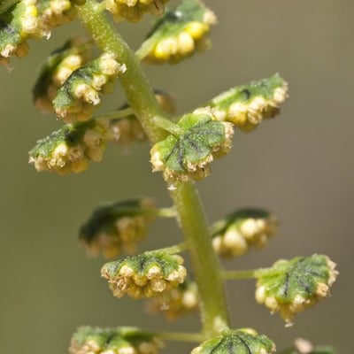 Ambrosia trifida — flower