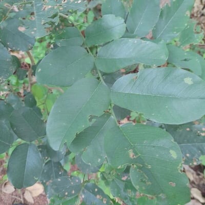 Pterocarpus erinaceus — leaf