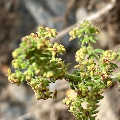 Galium maritimum — flower