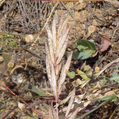 Bromus lanceolatus — flower