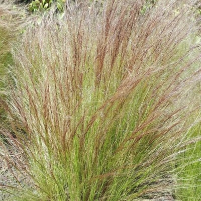 Elymus elymoides — leaf