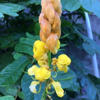 Senna alata — flower