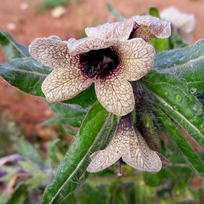 Hyoscyamus niger — flower
