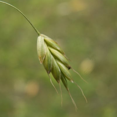 Bromus secalinus — flower