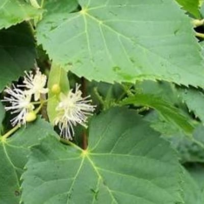 Tilia amurensis — flower