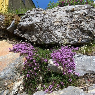 Thymus praecox — flower