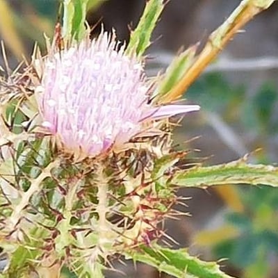 Atractylis cancellata — flower