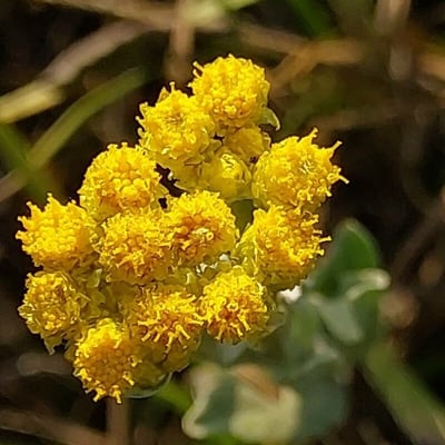 Helichrysum odoratissimum — flower
